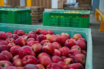Apples are arranged in containers in a large garden. Harvesting.