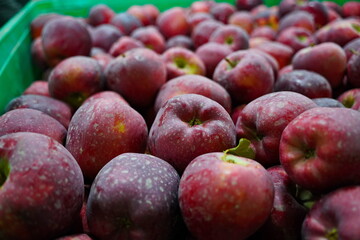 Apples are arranged in containers in a large garden. Harvesting.