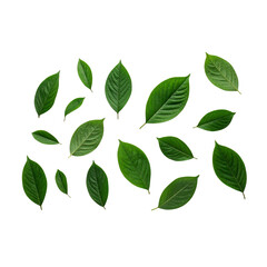 Naklejka premium Creative minimal arrangement of leaves on bright white background. Flat lay. Nature concept. By Zamurovic Brothers 