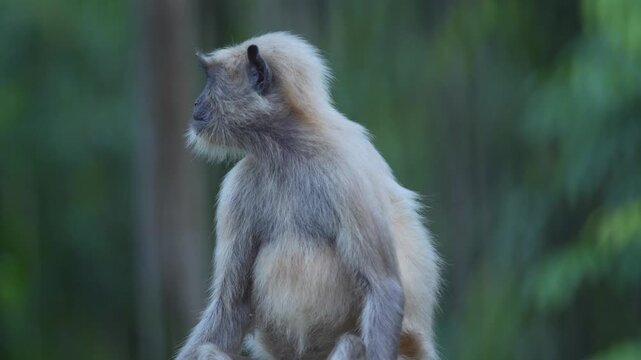 A Hanuman or langur is sitting on a wall.