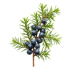 Vibrant green, fresh juniper branch with prickly needles and dark blue waxy berries, close-up macro, aerial view on transparent background with subtle shadow, concept of botanical purity