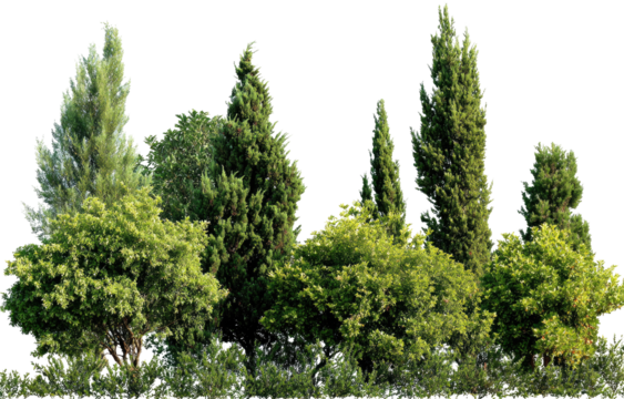 Lush green trees and shrubs cluster together