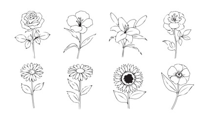 Collection of delicate botanical line drawings of various blooming flowers in detailed pencil style silhouette © Marzina Begum