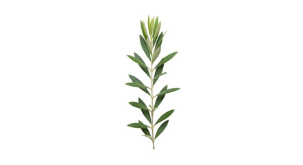 Isolated Olive Branch Specimen, Green Foliage, Herbal Plant, Mediterranean, Food Ingredient