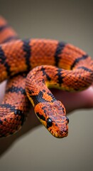 Obraz premium Orange and Black Banded Snake Closeup