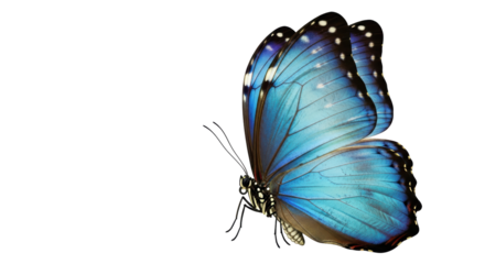 Isolated Blue Morpho Butterfly, close-up with detailed wings and body, vibrant and striking nature image