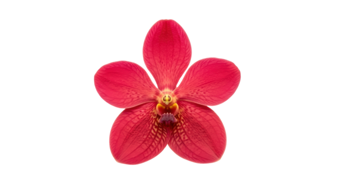 Isolated Red Vanda Orchid Blossom, Close-up of Tropical Flower with Detailed Veins and Texture