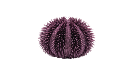 Isolated Sea Urchin Shell on Neutral Backdrop A purple sea urchin with spines in a close up view