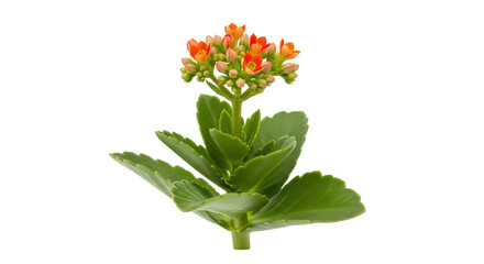 Isolated flowering Kalanchoe plant, a popular succulent with vibrant orange flowers in bloom
