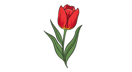 Red tulip flower spring blossom with green leaves floral design element for greeting card and invitation