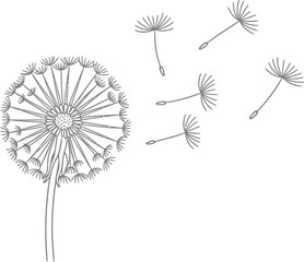 Dandelion flower drawing illustration seeds blowing in the wind