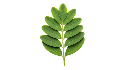 Isolated leaf cluster - vibrant foliage, natural beauty, fresh greenery in a botanical nature shot