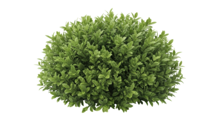 Isolated topiary shrub, green foliage, decorative plant for landscaping and interior design