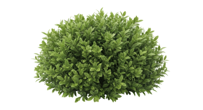 Isolated topiary shrub, green foliage, decorative plant for landscaping and interior design