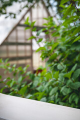 White wooden table featuring vibrant green foliage and a greenhouse, basking in the warmth of a sunny summer day, creating an ideal setting for product displays and presentations