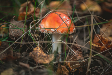 Fly agaric mushroom with its distinctive orange cap and white spots is growing among dry leaves and grass on the forest floor during autumn
