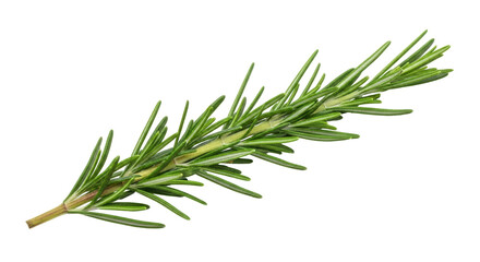 Isolated Rosemary Sprig- Aromatic culinary herb used as seasoning and flavoring in cooking