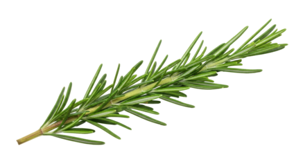 Isolated Rosemary Sprig- Aromatic culinary herb used as seasoning and flavoring in cooking