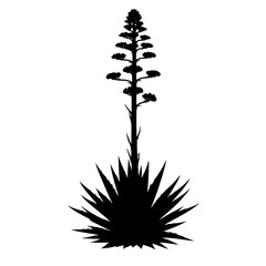 Silhouette of a tall agave plant with a dramatic blooming flower stalk against a white background © FAM