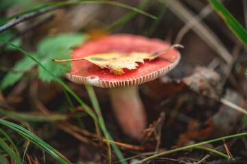 Close-up of vibrant red mushroom with a fallen leaf resting on its cap, thriving in the natural habitat of an autumn forest floor, surrounded by green grass and fallen leaves