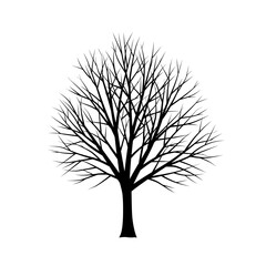 Obraz premium Silhouette of a bare deciduous tree with intricate branching patterns against a white background