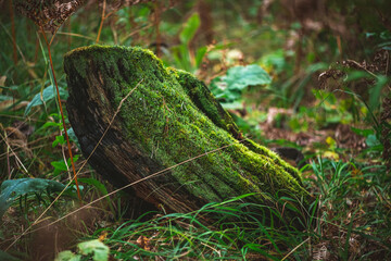 Vibrant green moss thrives on a decaying log, creating a captivating scene of natural renewal and the delicate balance of forest ecosystems