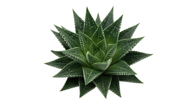 Isolated succulent rosette, attractive symmetrical pattern of textured green leaves, botanical