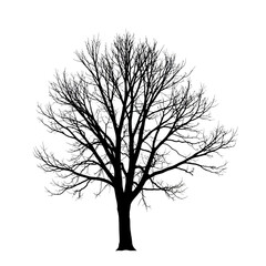 Obraz premium Silhouette of a large bare deciduous tree with intricate branches against a white background