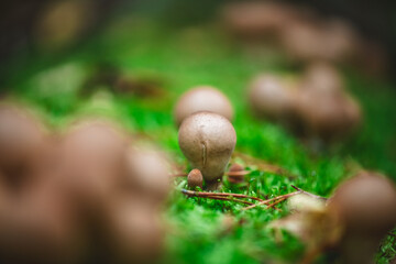 Small puffball mushrooms are growing on bright green moss in a forest, creating a beautiful natural scene with autumn leaves adding a touch of color