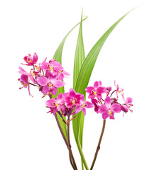 Purple orchid flowers with leaves, Philippine ground orchid, Tropical flowers isolated on white background, with clipping path	
