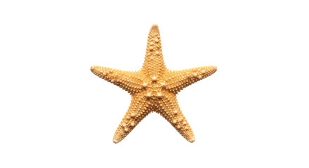 Isolated starfish with rough textured surface and bumps, beige and brown color, marine life