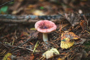 Close-up of a delicate pink mushroom pushing through the fallen leaves and pine needles on a damp autumn forest floor, showcasing the beauty of nature's details