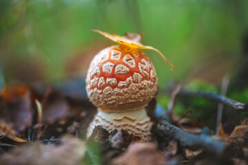 Vibrant amanita muscaria mushroom pushing through the forest floor, displaying its distinctive orange cap with white warts among fallen leaves in an autumn woodland