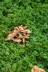 Chanterelles mushrooms against a background of green clover