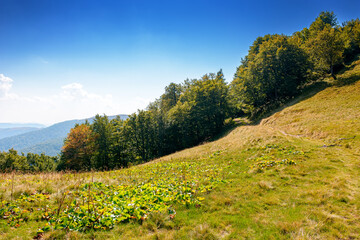 Naklejka premium calm autumn day in carpathian mountains. deciduous trees on the grassy hills of krasna ridge. sunny scenery of transcarpathia in fall season under blue sky with clouds. beauty in nature concept