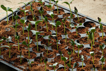 A high-angle view of numerous green seedlings sprouting in a black plastic nursery tray filled with brown coco coir, representing the beginning of the agricultural season and new life.