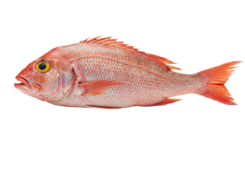 Raw Red Snapper fish, 18-20 inches, vibrant red-orange scales, clear eye, on reflective white studio surface, white background, concept of premium fresh seafood