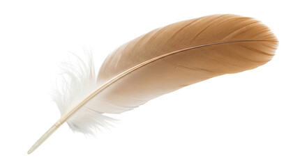 Isolated bird feather with light brown and white plume is gracefully curled on a surface © Natalia