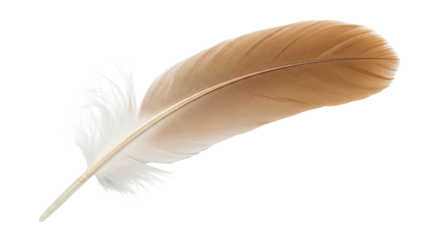 Isolated bird feather with light brown and white plume is gracefully curled on a surface