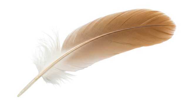 Isolated bird feather with light brown and white plume is gracefully curled on a surface