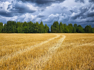 Golden field with winding path under dark clouds in a rural landscape