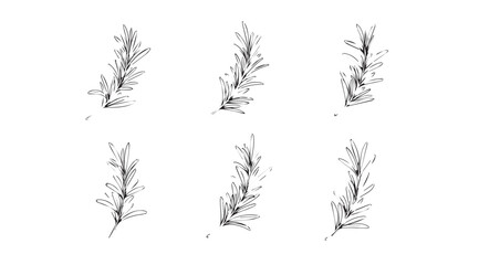 Six detailed line art silhouettes of rosemary sprigs on a white background silhouette