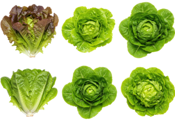 Vibrant, dewy Red Oak, Green Oak, Butterhead, Frisee lettuces, flat lay on transparent background, copy space, soft studio light, healthy gourmet food concept