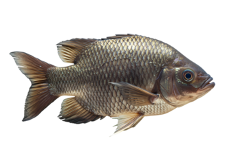 Isolated Crucian Carp: Freshwater Fish Specimen on White for Nature, Aquaculture, or Aquatic Ecosystem Concepts