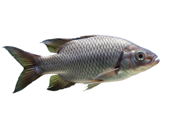 Freshwater Carp Detailed View: Aquatic Animal Isolated on Pure White for Culinary, Nature, and Educational Applications