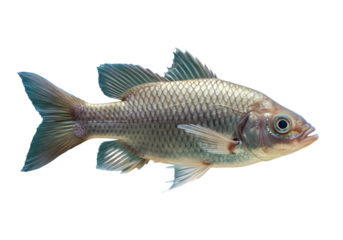 Freshwater Fish Isolated Against White Background: Detailed Aquatic Animal Study