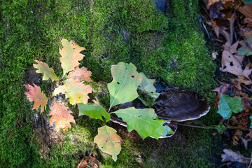 Autumn leaves
