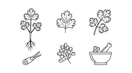 Hand drawn botanical illustrations of coriander leaves roots and mortar pestle silhouette