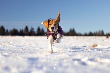 A beagle wearing a purple jacket is running toward the camera, kicking up snow in a wide, sunlit field.