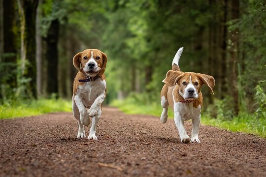 Two beagles are running toward the camera down a dirt path through a forest.